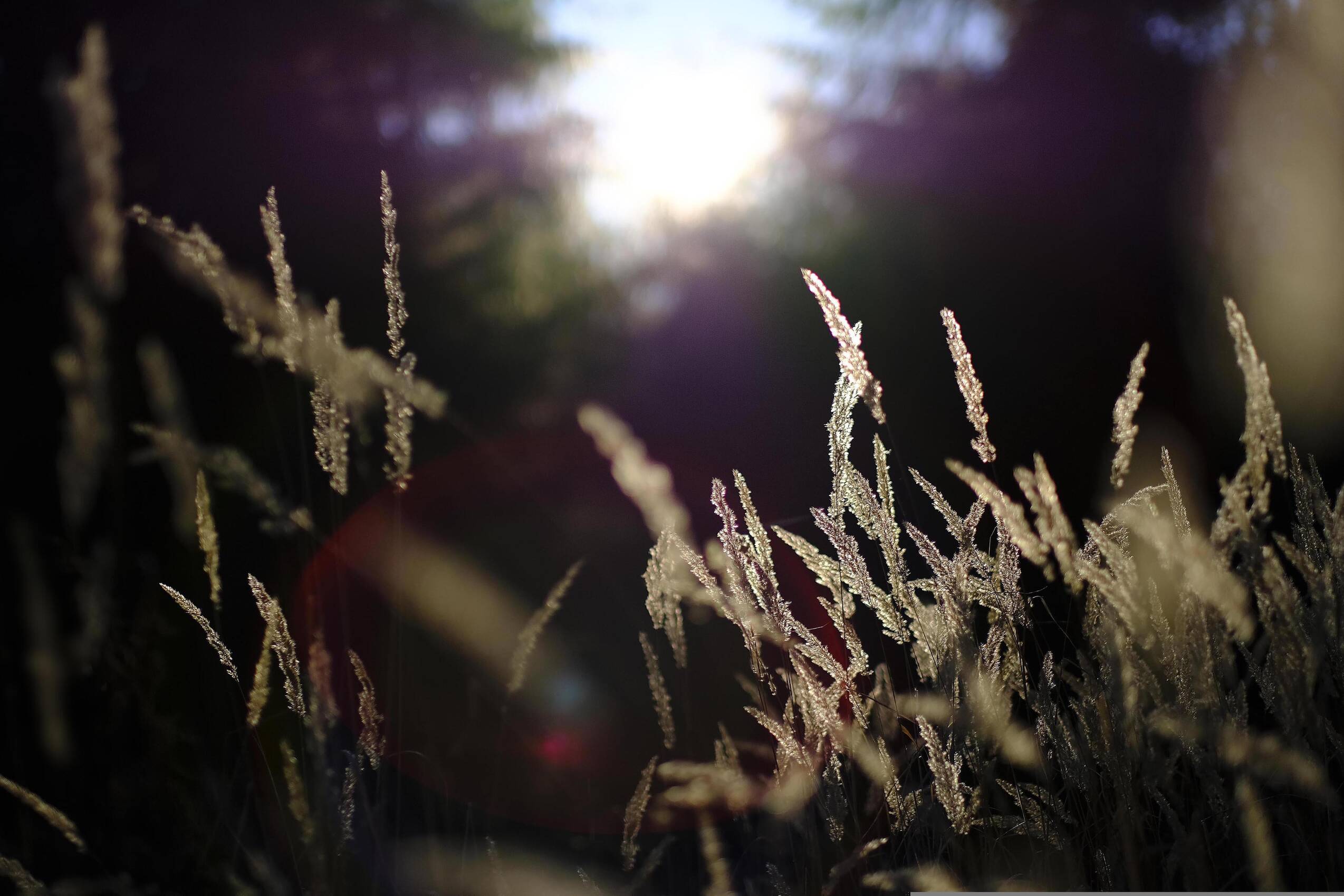 forest, wald, graeser, grass, landscape, tree, nature, wald, wald, wald, wald, wald